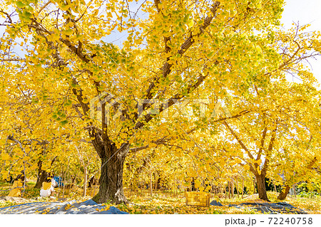 愛知県祖父江町　黄金色のイチョウの畑 72240758