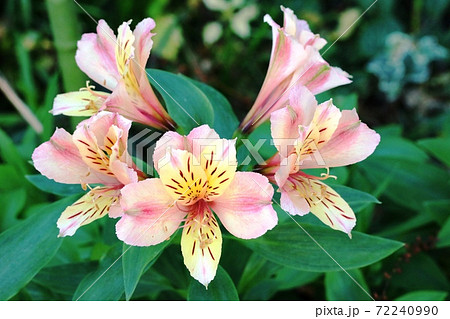 晩秋に咲く 四季咲きのアルストロメリア 72240990