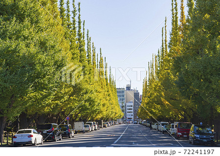 【東京都】都市風景 神宮外苑イチョウ並木 【東京都】都市風景 神宮外苑イチョウ並木 72241197
