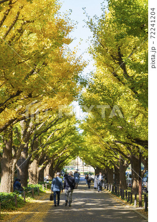 【東京都】都市風景 神宮外苑イチョウ並木 72241204