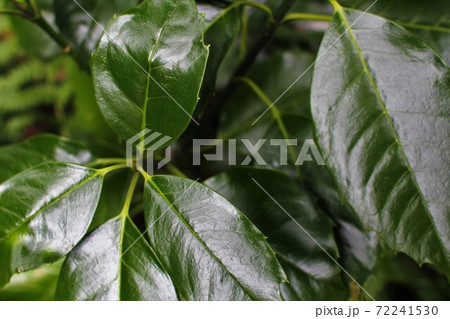 艶のある木の葉 72241530