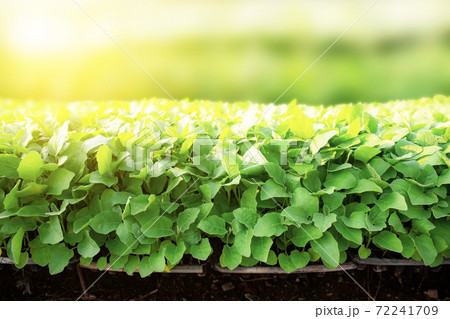 Organic vegetables are growing on plot. Organic vegetables are growing on plot. 72241709