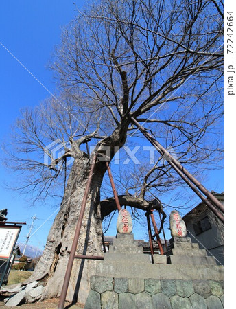 ご神木「十日市場の大ケヤキ」 in 山梨 ご神木「十日市場の大ケヤキ」 in 山梨 72242664
