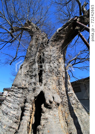 ご神木「十日市場の大ケヤキ」 in 山梨 ご神木「十日市場の大ケヤキ」 in 山梨 72242665