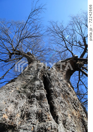 ご神木「十日市場の大ケヤキ」 in 山梨 ご神木「十日市場の大ケヤキ」 in 山梨 72242666