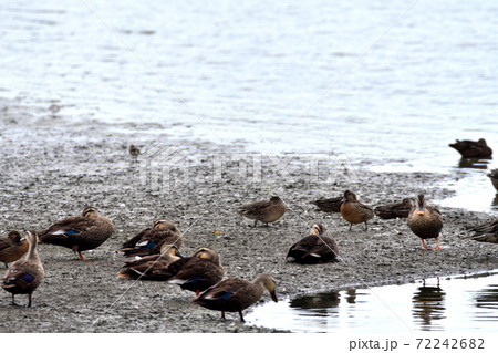 川越市伊佐沼 カルガモ ヒドリガモメス 72242682