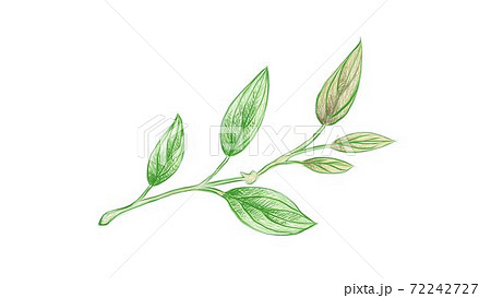 Illustration of Beautiful Fresh Philodendron Melanochrysum Plant Illustration of Beautiful Fresh Philodendron Melanochrysum Plant 72242727