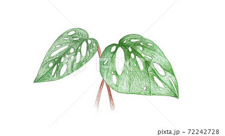 Illustration of Window Leaf or Monstera Obliqua Plant 72242728