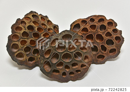 ハスの殻 72242825