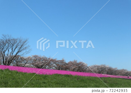 荒川河川敷　ソメイヨシノと芝桜 72242935