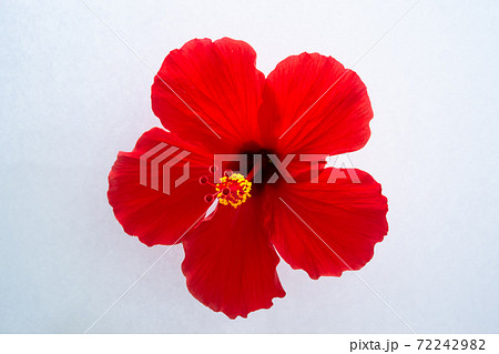 沖縄に咲く赤いハイビスカスの花 白バック余白の写真素材