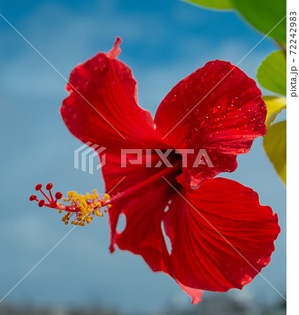 青空のもと沖縄に咲く赤いハイビスカスの花と花びらについた水滴の写真素材