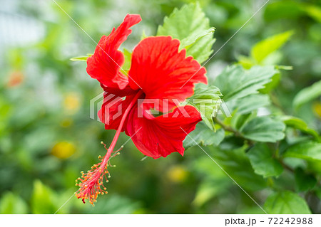 沖縄に咲く赤い長い雄しべのハイビスカスの花の写真素材