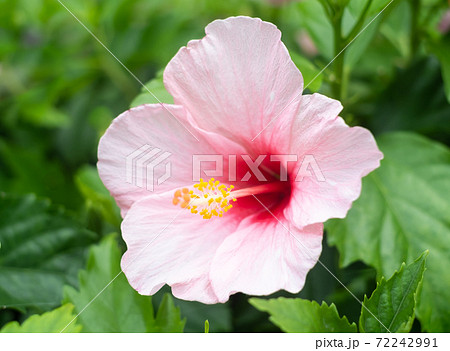 沖縄に咲くピンクのハイビスカスの花の写真素材
