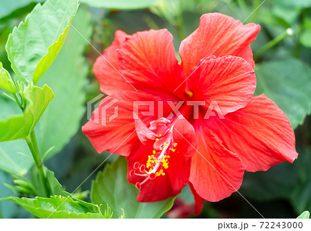 沖縄に咲く赤いハイビスカスの花の写真素材