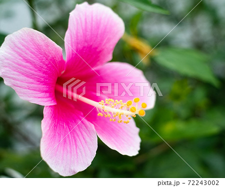 沖縄に咲く赤いかわいいハイビスカスの花の写真素材
