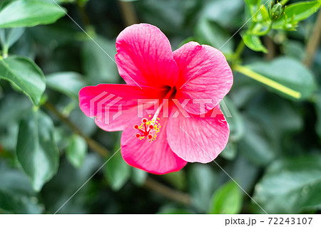 沖縄に咲く赤いかわいいハイビスカスの花の写真素材