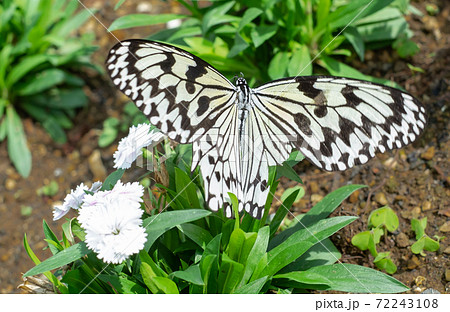 花壇に咲く白いアメリアナデシコの花に止まるオオゴマダラの写真素材