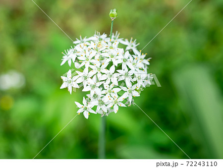 沖縄に咲く白いペンタスの花の写真素材