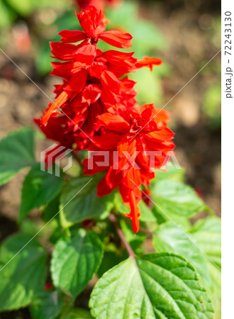 沖縄の花壇に咲く赤いサルビアの花の写真素材