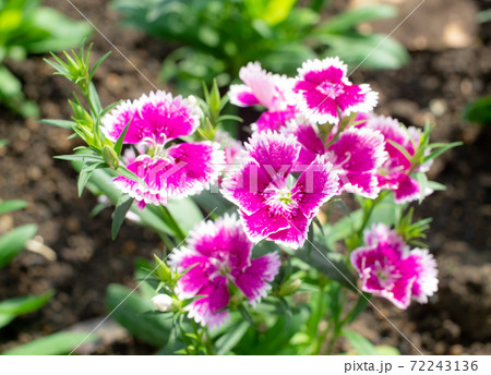 沖縄の花壇に咲く赤いアメリカナデシコの花の写真素材