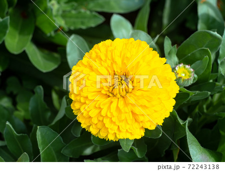 沖縄に咲く黄色い八重のキンセンカの花の写真素材