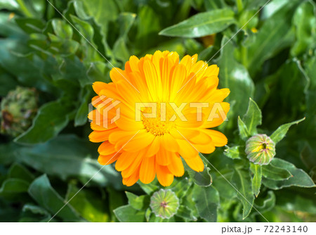 沖縄に咲くオレンジ色のキンセンカの花とつぼみの写真素材