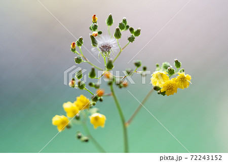沖縄に咲く小さい黄色い花と真っ白な綿毛と緑の蕾の写真素材