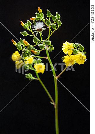 沖縄に咲く小さい黄色い花と真っ白な綿毛と緑の蕾 黒バックの写真素材