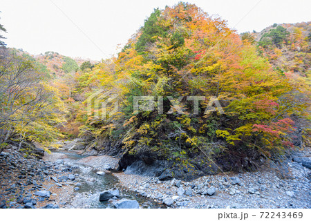 奥秩父の女郎もみじの紅葉 奥秩父の女郎もみじの紅葉 72243469
