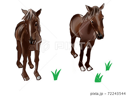 こっちを見ている馬 72243544