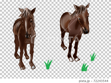 こっちを見ている馬 72243544