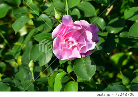背景をぼかして、バラの一種と推定される植物の枝先のピンク色の花をクローズアップで撮影した写真 背景をぼかして、バラの一種と推定される植物の枝先のピンク色の花をクローズアップで撮影した写真 72243706