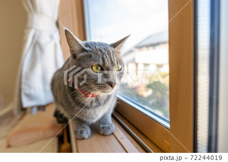 猫 ネコ ねこ キジトラ 白 グレー 子猫 雌 メス 雌ねこ 雌ネコ 雌猫 元気 かわいい 癒し 72244019