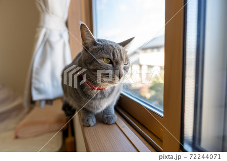 猫 ネコ ねこ キジトラ 白 グレー 子猫 雌 メス 雌ねこ 雌ネコ 雌猫 元気 かわいい 癒し 72244071
