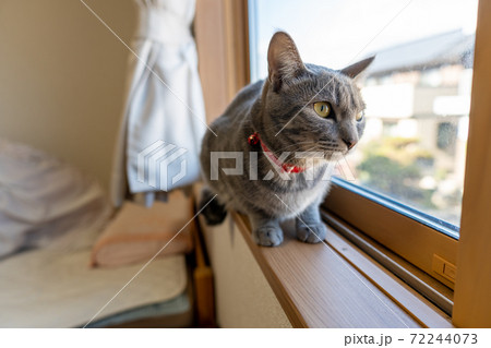 猫 ネコ ねこ キジトラ 白 グレー 子猫 雌 メス 雌ねこ 雌ネコ 雌猫 元気 かわいい 癒し 72244073
