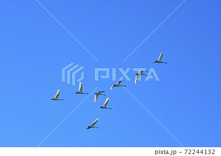 青空を飛ぶ白鳥の写真素材