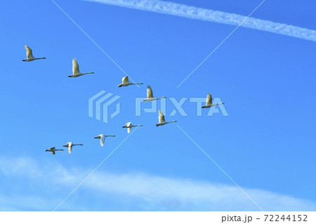 飛行機雲かかる青空を飛ぶ白鳥の写真素材