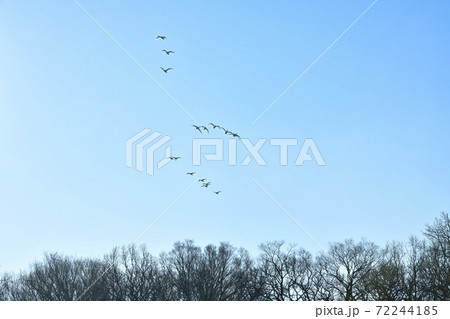 青空を飛ぶ白鳥に河畔林 72244185