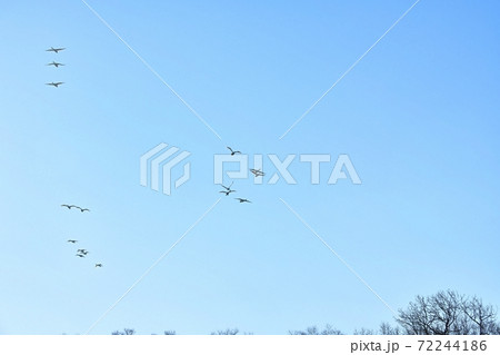 青空を飛ぶ白鳥に河畔林 青空を飛ぶ白鳥に河畔林 72244186