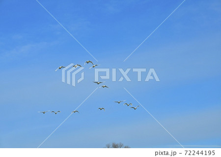 薄雲かかる青空を飛ぶ白鳥に河畔林 72244195