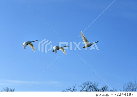 薄雲かかる青空を飛ぶ白鳥に河畔林 72244197