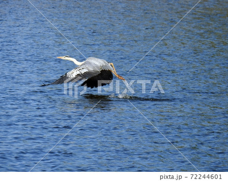 アオサギ(北海道) 72244601