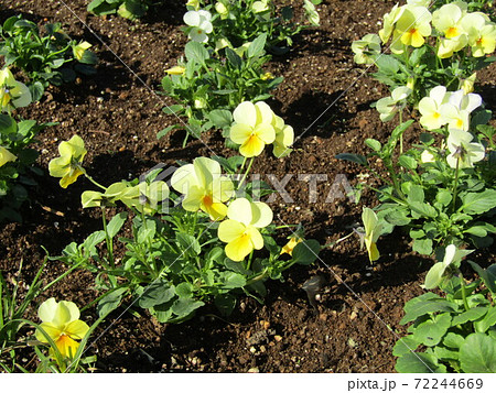 花期の永い黄色いビオラの花 花期の永い黄色いビオラの花 72244669