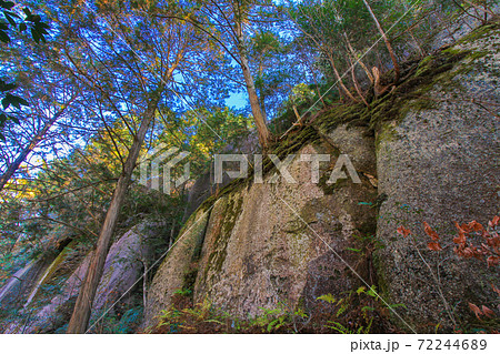 鬼岩公園 岩に生える木 岐阜県 鬼岩公園 岩に生える木 岐阜県 72244689
