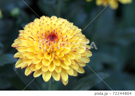 黄色の小菊 72244804