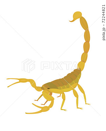 サソリのイラスト素材