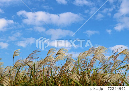 風になびくススキ　河川敷　渡良瀬　風景 72244942