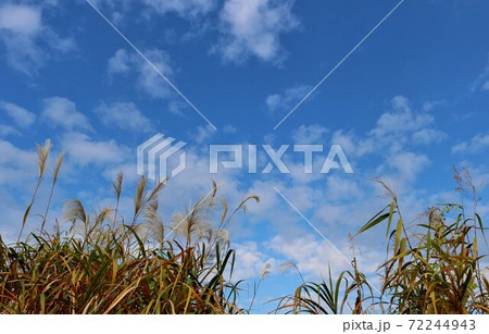 風になびくススキ 河川敷 渡良瀬 風景 風になびくススキ 河川敷 渡良瀬 風景 72244943