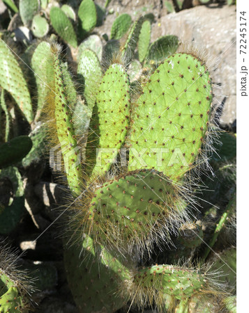 ガラパゴスウチワサボテン ガラパゴスウチワサボテン 72245174